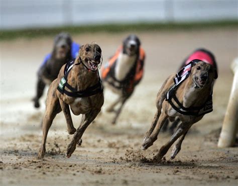 yesterday dog results|Today's Greyhound Racing Results .